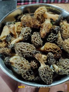 Guchhi mushroom
