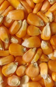 yellow corn feed