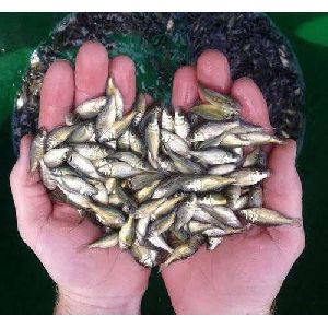 katala rohu common carp fish seed