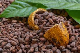 organic cocoa beans
