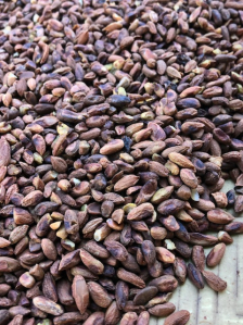 kernel neem seed