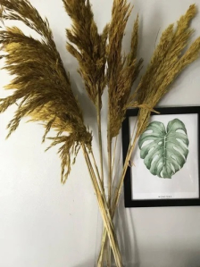 Dried Pampas Reed Grass