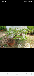 khudijam bonsai plant