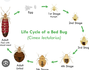 bed bugs control service