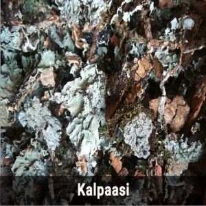 kalpasi/Blackstone flower