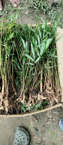 Balcooa bamboo ryzome plants