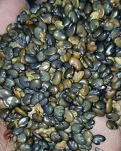 Sunn Hemp Seeds at Rs 65/kg in Rangareddy