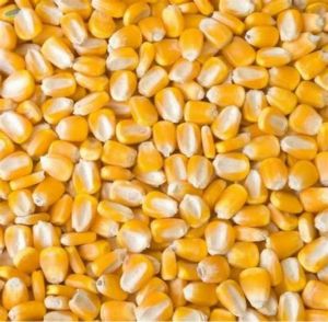 Yellow maize cattle feed