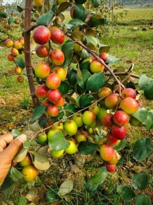 Red Kashmiri Apple Ber plant