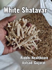 white shatavari
