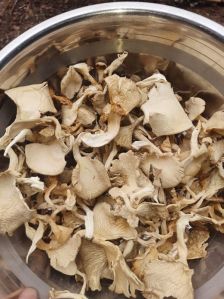 Natural Dry Oyster Mushroom Vacuum-sealed Bags, Bulk Packaging