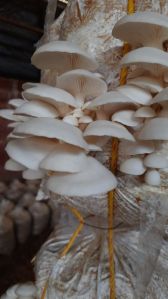 fresh oyster mushroom