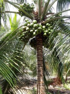 Hybrid green draft coconut