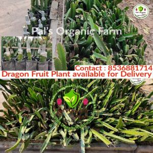 dragon fruit plant