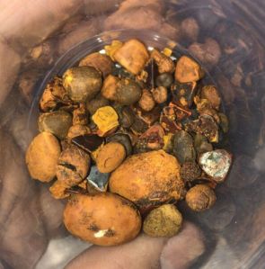 Ox Gallstone