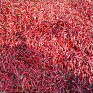 Dried Red Chilli Dry Red Chilli