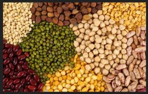 grains pulses