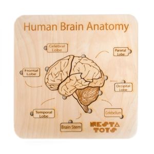 Human Brain Anatomy Puzzle | DIY Coloring Activity