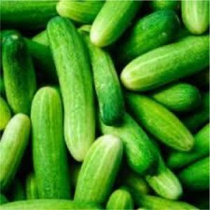 Veer Hybrid Cucumber Seeds