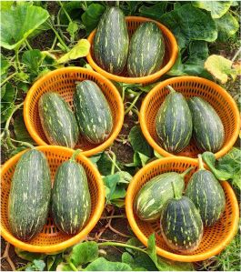 Vikram Hybrid Pumpkin Seeds