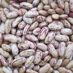 Organic Speckled Kidney Beans