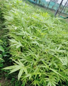 Bambusa Balcooa Plants