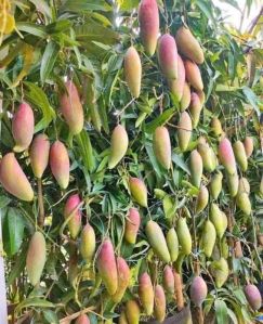 Grafted Mango plant