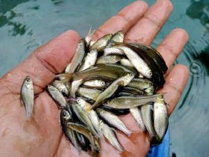 Black Carp Fish Seeds