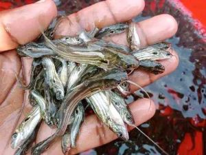 Gulsha Tangra Fish Seeds