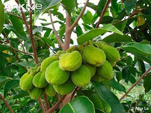 Agarwood Plant