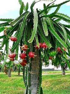 Dragon Fruit Plant