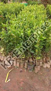 Assam Lemon Plant