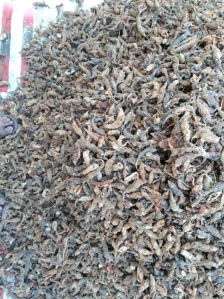 dried karela
