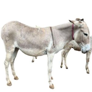 Live Big Katwadi Donkey