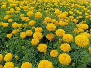 yellow freesh flowers