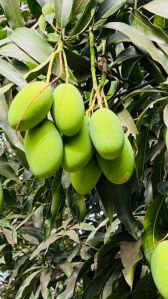 fresh malihabadi dussehri mangoes