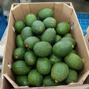 Organic fresh avocado, Packaging Type : Green