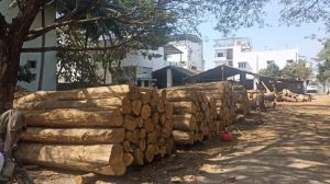Karnataka local teak wood