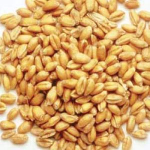 Desi Wheat Seeds