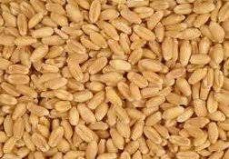 Sonalika Wheat Seeds