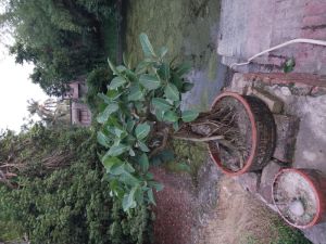 banyan bonsai plant