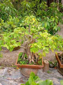 pakur bonsai plant