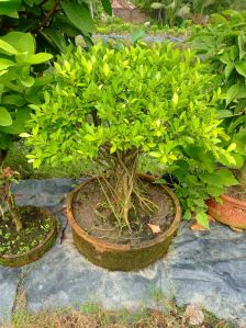 tiger bark bonsai plant