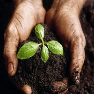 5 Kg Biofasst Vermicompost Fertilizer