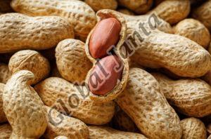 ground nut