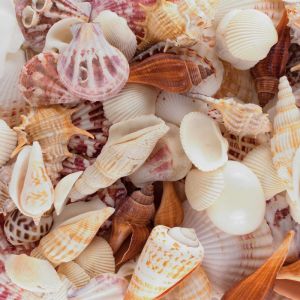 Sea Shells Bulk Quantity Supply