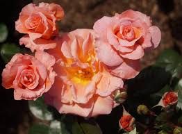 Blonde Beauty Rose Plants