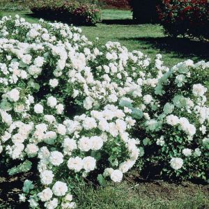 Jumiliya White Rose Plants