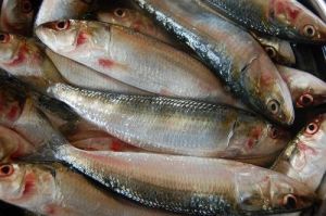 Fresh Sardines Fish