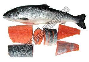 Frozen/Fresh Salmon fish
